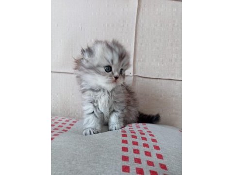 Aa kalite mavi gözlü scottish fold yavrular