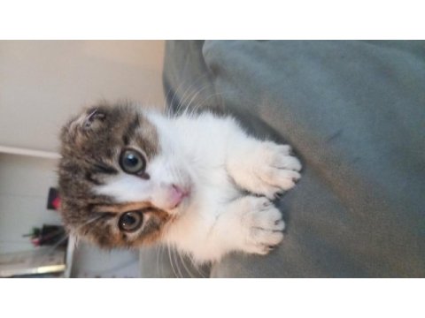 Aşırı sevimli scottish fold bağımlılık yaratır