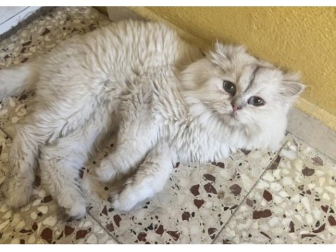 British longhair ns 11 şecereli erkek