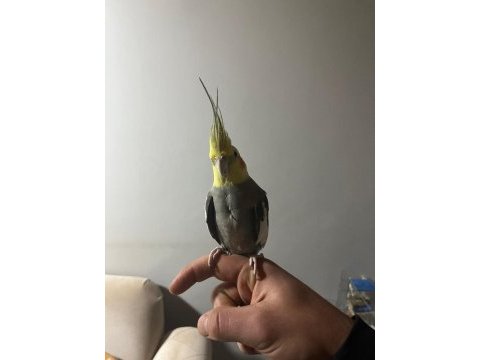 Acil satılık yavru garantili çift sultan papağanı