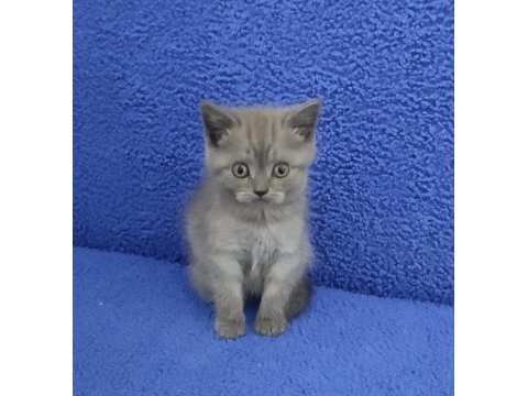 İstanbul içi adrese teslim bulur british ptırcık
