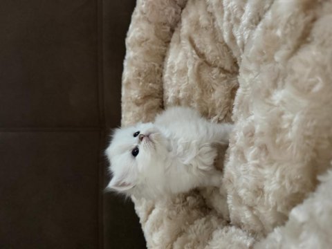 British longhair bebekler