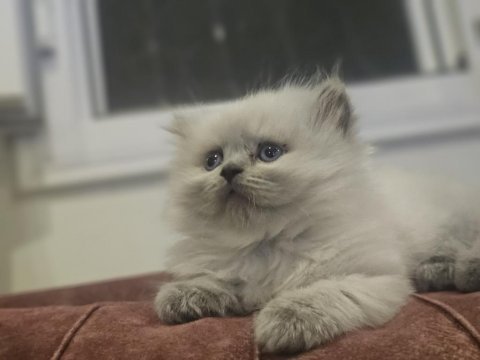 2 aylık egitimi tam pluepont oyuncu kedisi