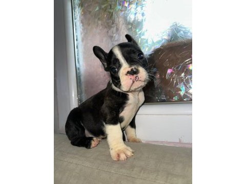 Yakışıklı french bulldog ailesini bekliyor