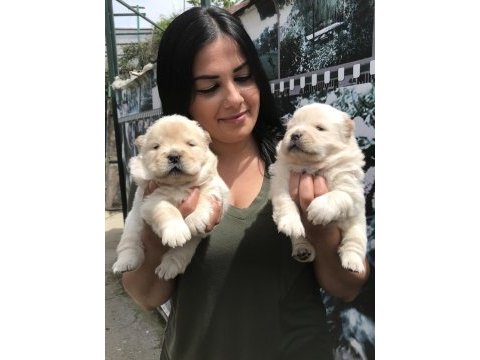 Mükemmel chow chow yavrularım
