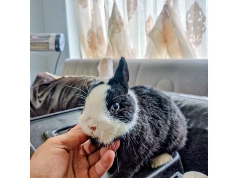 Orijinal cüce tavşan