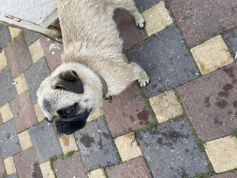 1 buçuk yasında pug kızımız limon