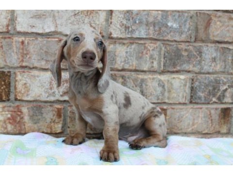 Üst kalite mini dachshund bebekler çiftliğimizden