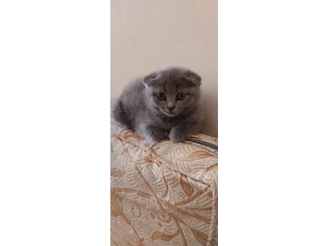 Scottish fold 2 aylık