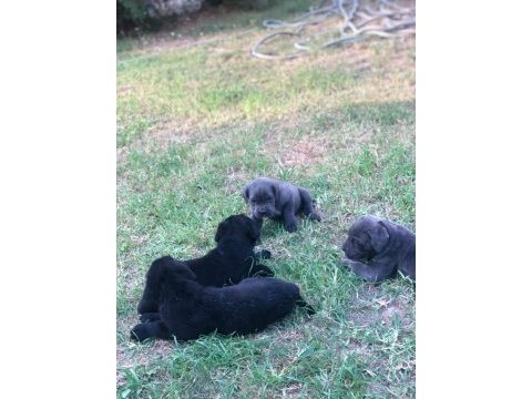 A scrli anne babadan cane corso yavrular kapıda ödeme
