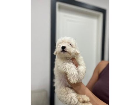 Orjinal maltese terrier