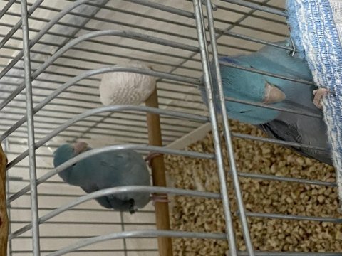 İkitelli 2 adet eş forpus papağanı