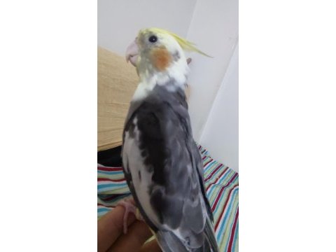 Yavru sultan papağanı 3 aylık