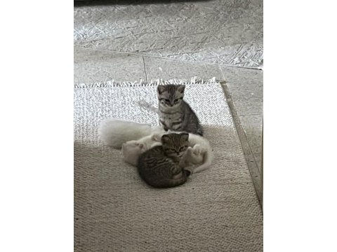 2 yavru kedimiz kaldı