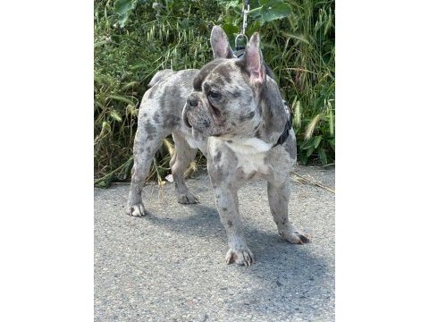 Merle özel renk french bulldog