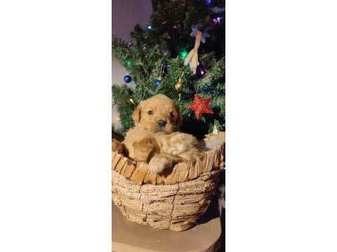 Safkan golden retriever yavruları