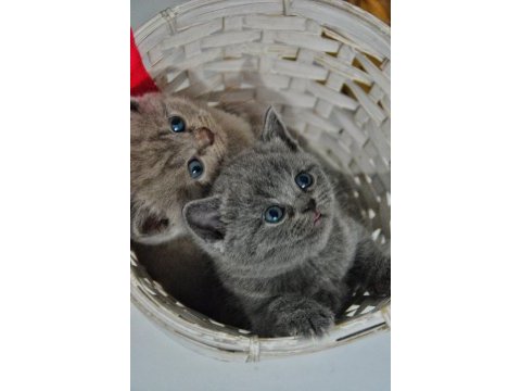 British shorthair yavru