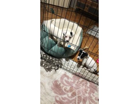 Jack russell yavruları