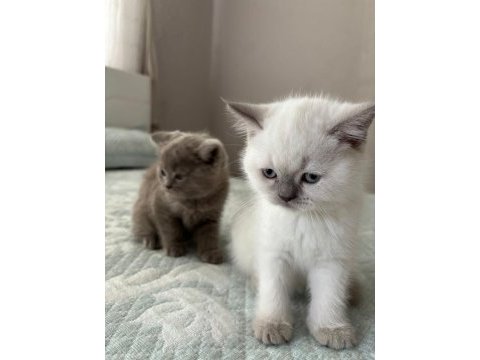 Yavru british shorthair