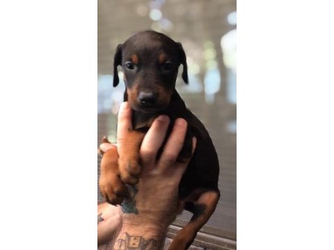 Siyah doberman yavrular