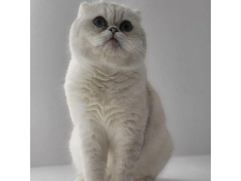 Şecereli yetişkin british longhair kediler