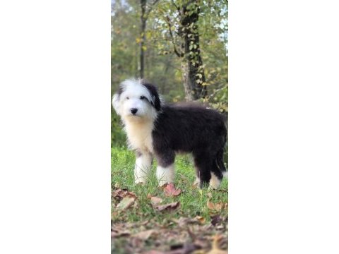 Old eglish sheppdog (bobtail) yavru köpeğimiz