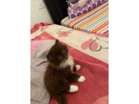 British longhair chocolate bicolor