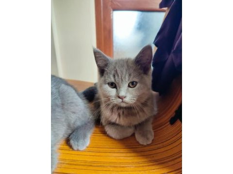 Scottish fold dişi ve british shorthair erkek dişi