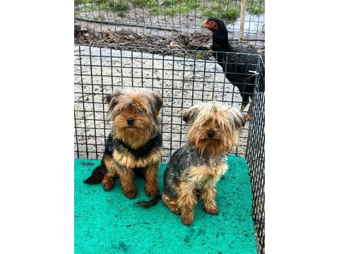 Yorkshire terrier sevgililer gününe özel kampanya