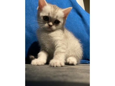 Silver british shorthair yavrular