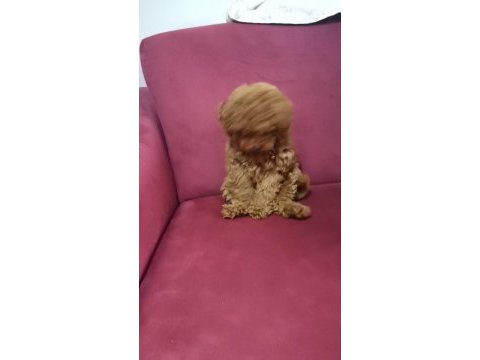 2 buçuk aylık yavru poodle köpeğimiz