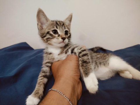 3 kardeş yavru tekir kedilerimiz