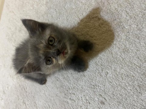 British shorthair yavru sahiplendirme