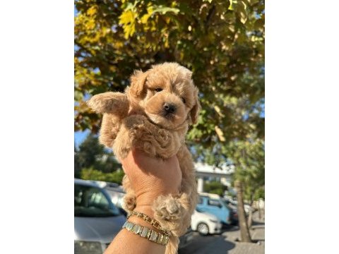 Maltipoo yavrum 55 günlük