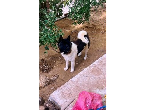 Muhteşem erkek akita bebek