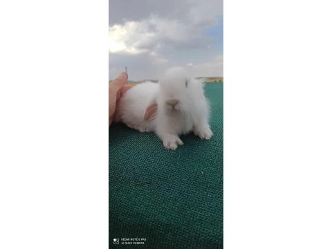Orjinal mavi göz hollanda lop tavşanı yavrusu