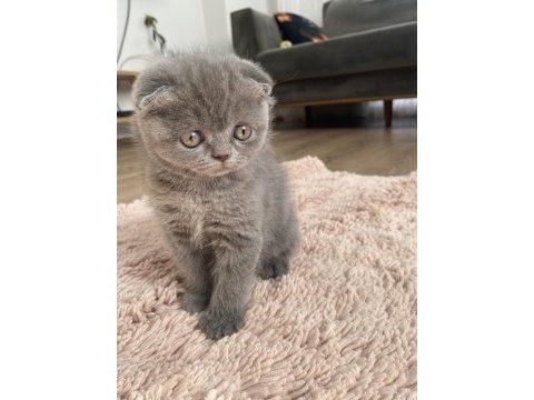Scottish fold dişi ve erkek yavrular