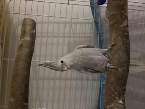 Cinnemon pearl dişi sultan papağanı