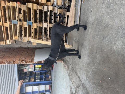 1 yaşında dişi cane corso