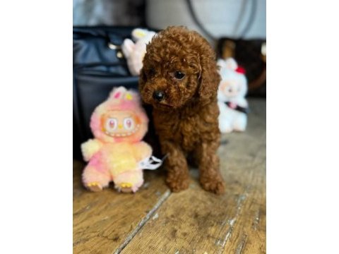 3 aylık aşıları tam toy poodle