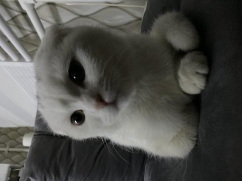 Sevimli oyuncu scottish fold minişimiz (açıklamayı okuyunuz)