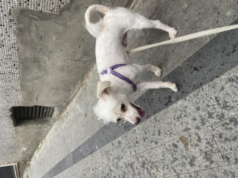 Pamuk terrier oğlum