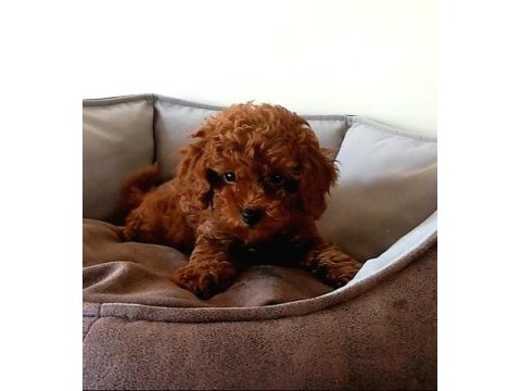 Evde doğup büyüyen poodle yavrularım