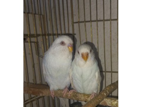 Muhabbet kuşları yavru ve damızlık boylar