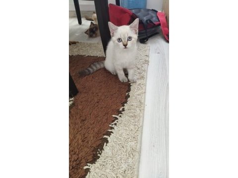2 tane kedimiz kalmıştır dişi ve erkek