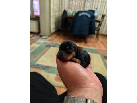 Safkan a kalite 0 numara minyatür pinscher