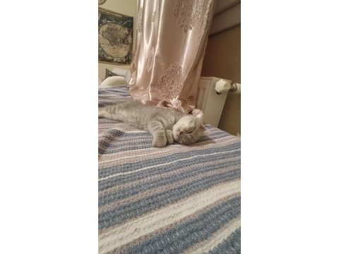 2 aylık yavru scottish fold erkek