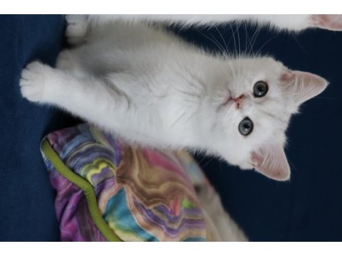 Safkan british shorthair kardeşler