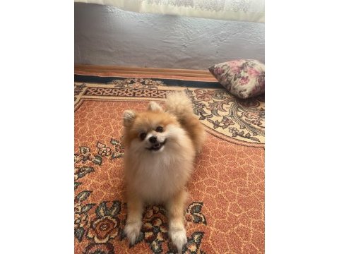 Pomeranian erkek bir yaşında