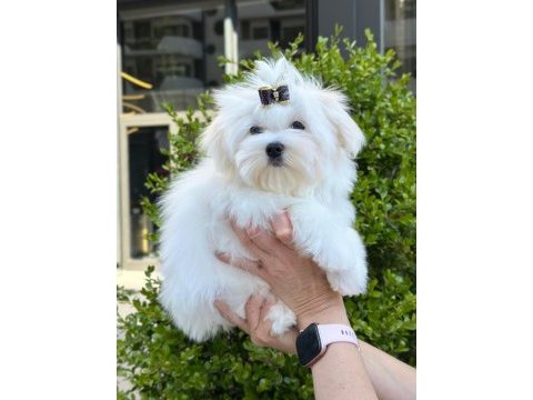 Kore maltese